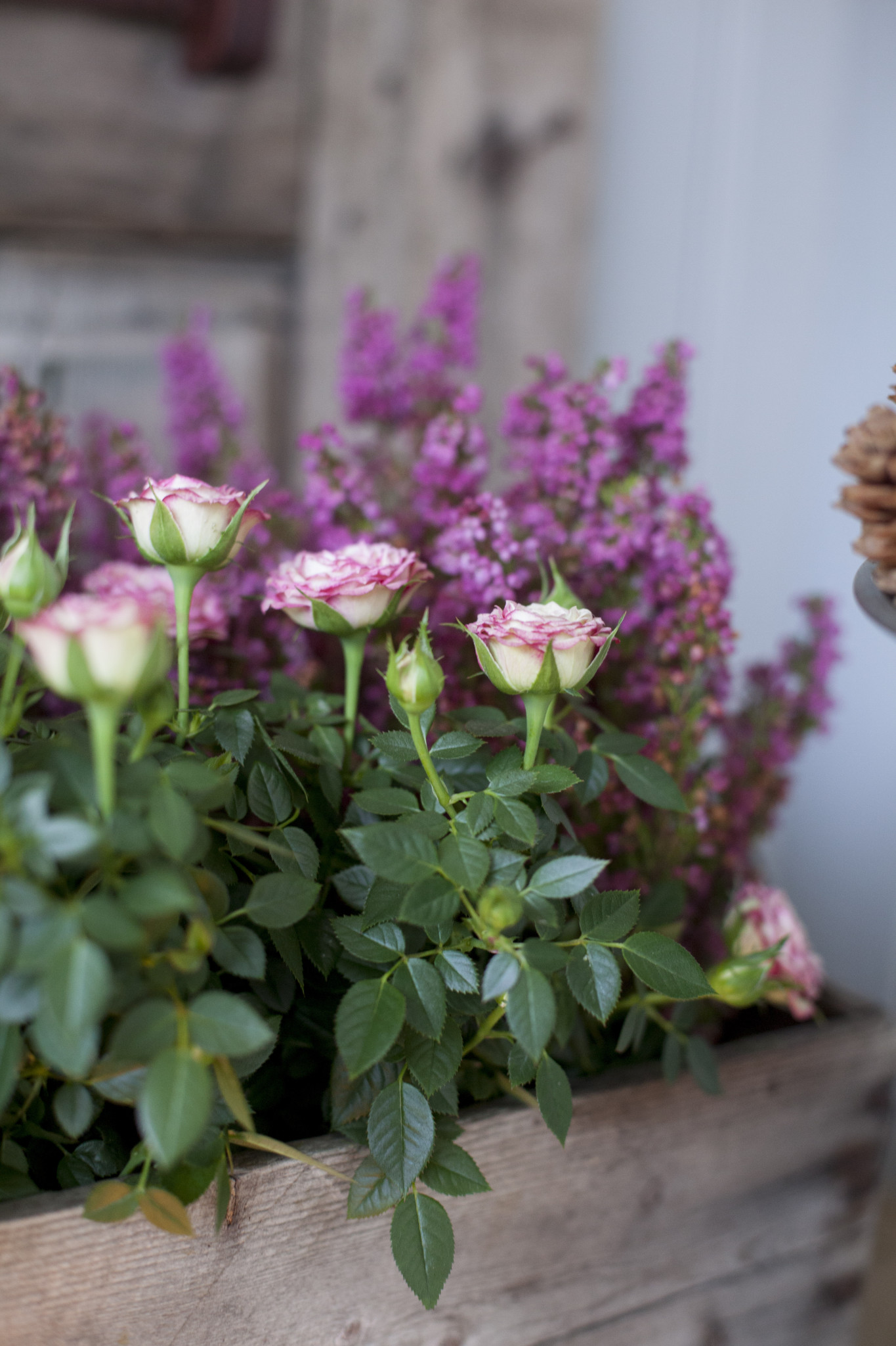 Inspirasjon – min oase