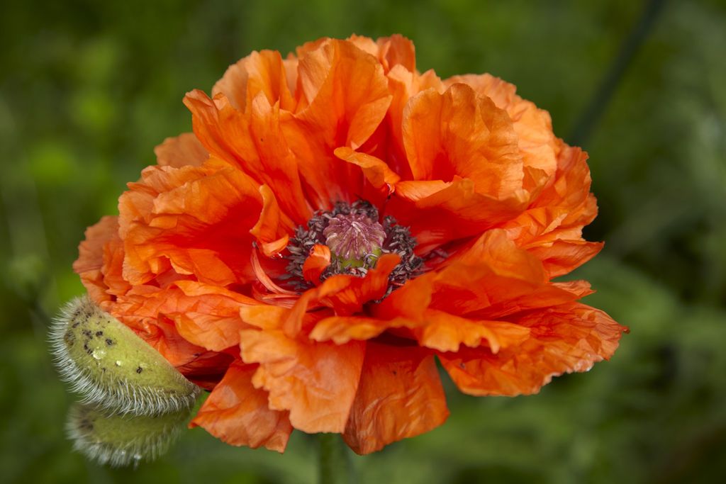 Frisk farge: Denne nydelige, oransje blomsten er en Papaver Orientale, orientvalmue.