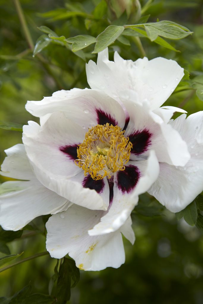 Magnolia blomstrer side om side med danske villtusenfryd og eksotiske kiwi, ferskener og druer. I denne hyttehagen er det planter fra alle verdens hjørner