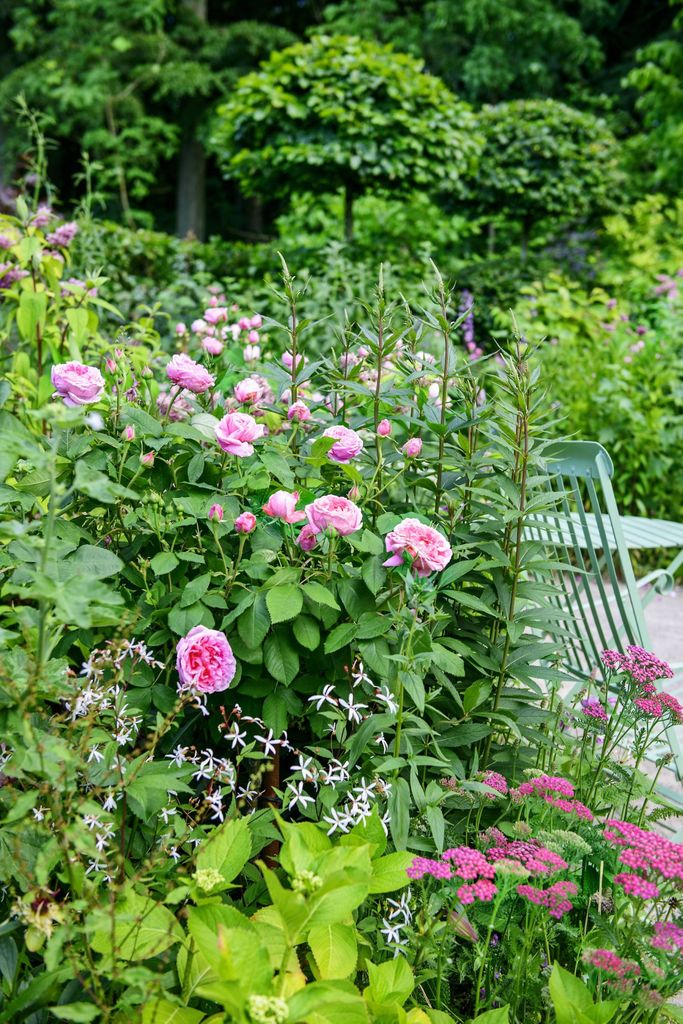 Rosen Comte de Chambord er en historisk rose som dufter deilig – og i tillegg er den remonterende. Romantisk hage.