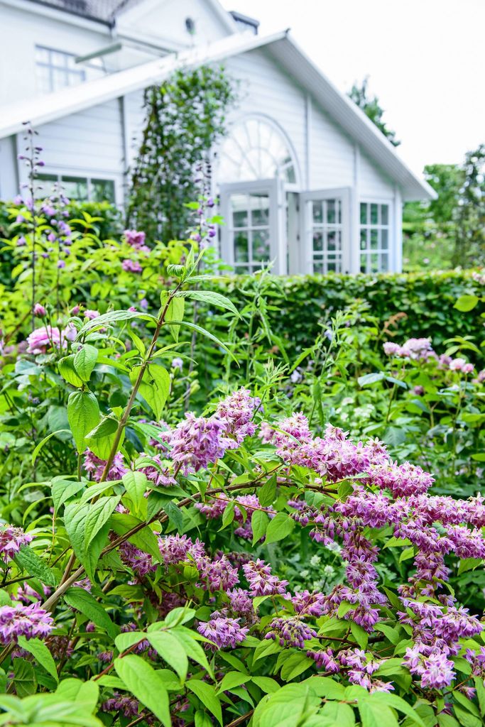 Claus Dalbys romantiske hage. Stjernetopp, Deutzia, Mont Rose.