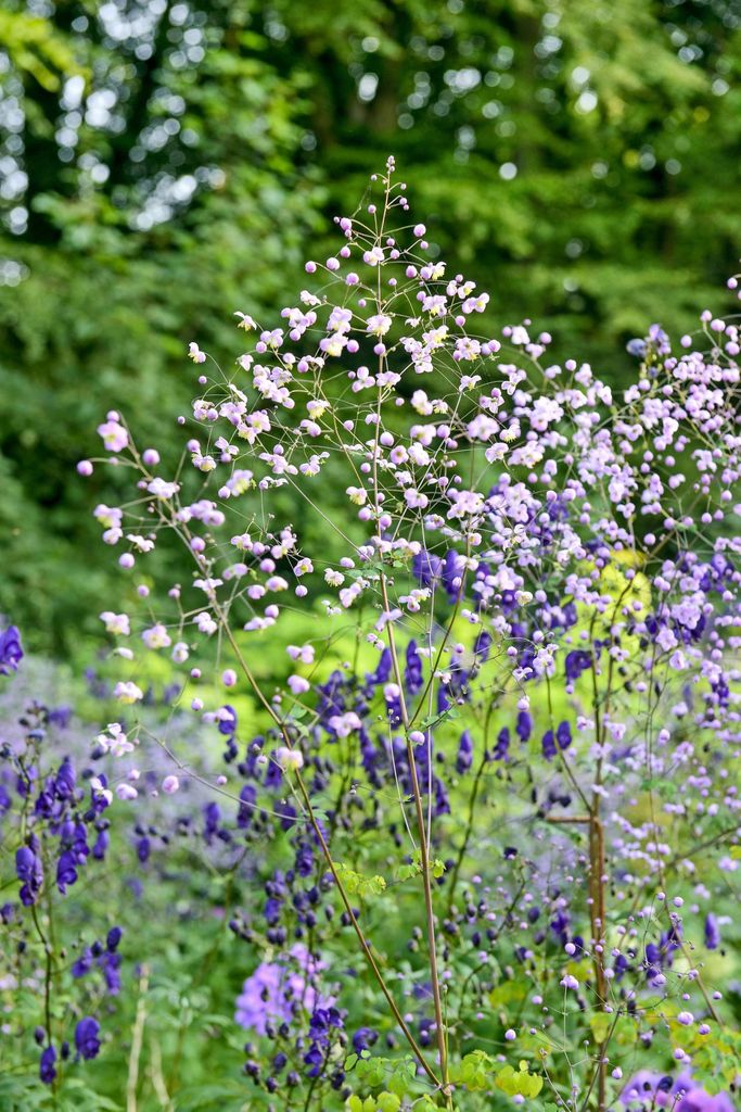 Claus Dalbys romantiske hage, blomster og roser. Fiolfrøstjerne, Thalictrum, Splendide, er brukt mange steder. Den litt lavere stauden med blå blomster er stormhatt, Aconitum henryi, Spark’s Variety.