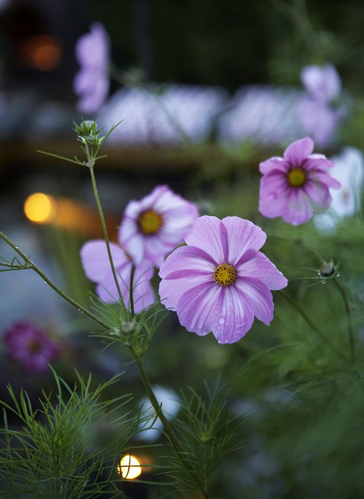Pyntekorger (Cosmos) er blant hagens høyreiste fargeklatter.