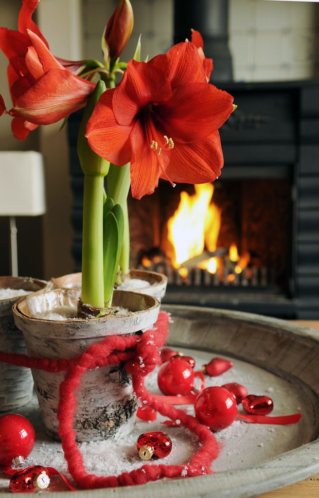 Når bør du handle inn juleplantene som julestjerne, amaryllis og svibler? Her får du en smart liten guide.