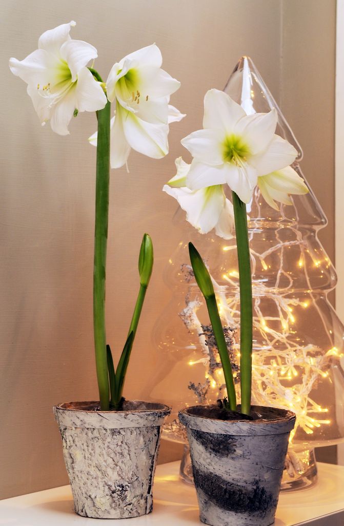 Amaryllis er en nydelig juleblomst som er like fin som snittblomst som i potte.