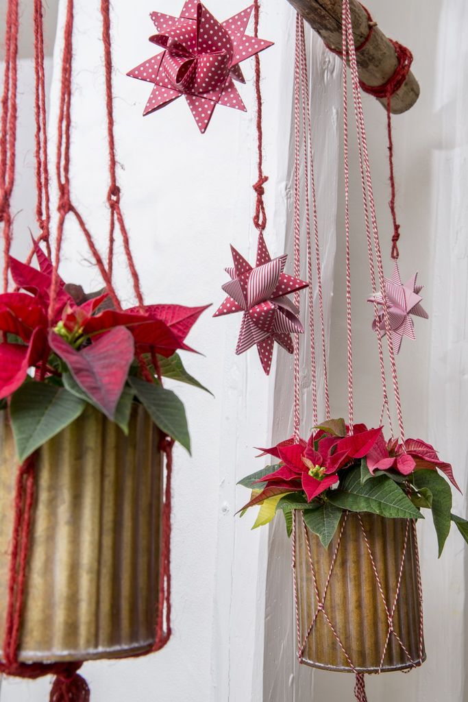 Når bør du handle inn juleplantene som julestjerne, amaryllis og svibler? Her får du en smart liten guide.