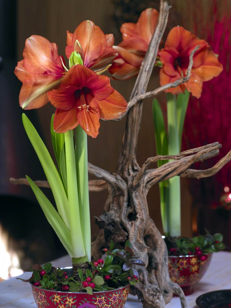 Amaryllis er en nydelig juleblomst som er like fin som snittblomst som i potte.