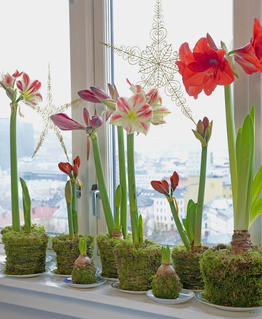 Amaryllis er en nydelig juleblomst som er like fin som snittblomst som i potte.