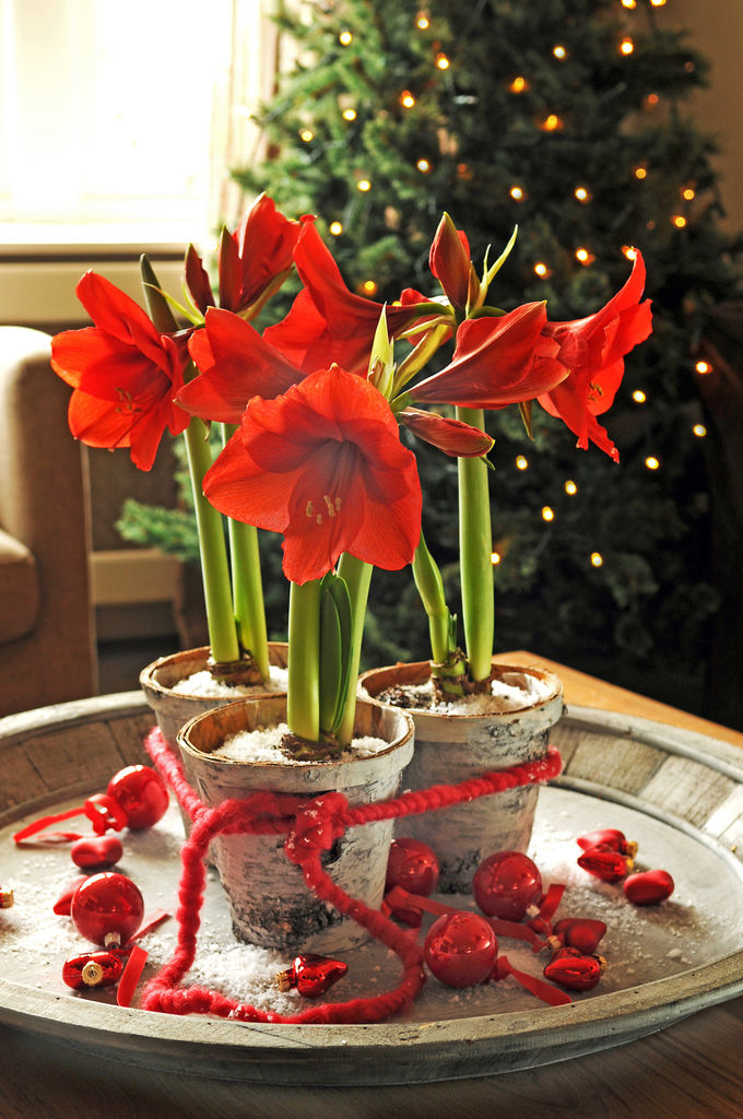 Amaryllis er en nydelig juleblomst som er like fin som snittblomst som i potte.