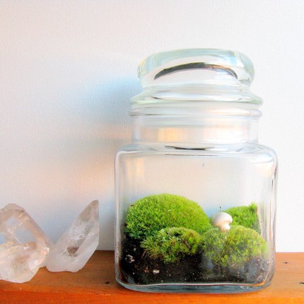 http://www.shelterness.com/25-cool-ideas-to-decorate-your-home-with-moss/