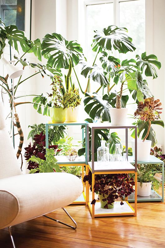 Gjør hjemmet ditt øyeblikkelig frodig ved hjelp av store grønne planter. Monstera deliciosa er en av de store grønne som virkelig har hatt et comeback fra 70-tallet