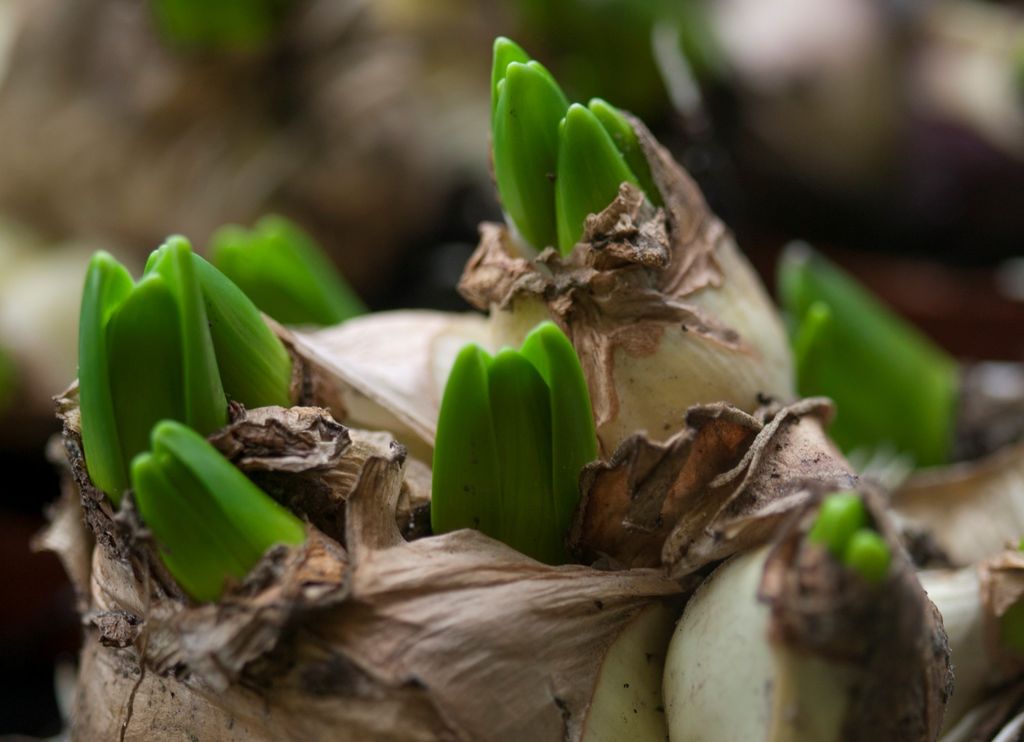 Svibel, eller hyasint om du vil, er en av landets mest populære juleblomster. Foto: blomsterframjandet.se