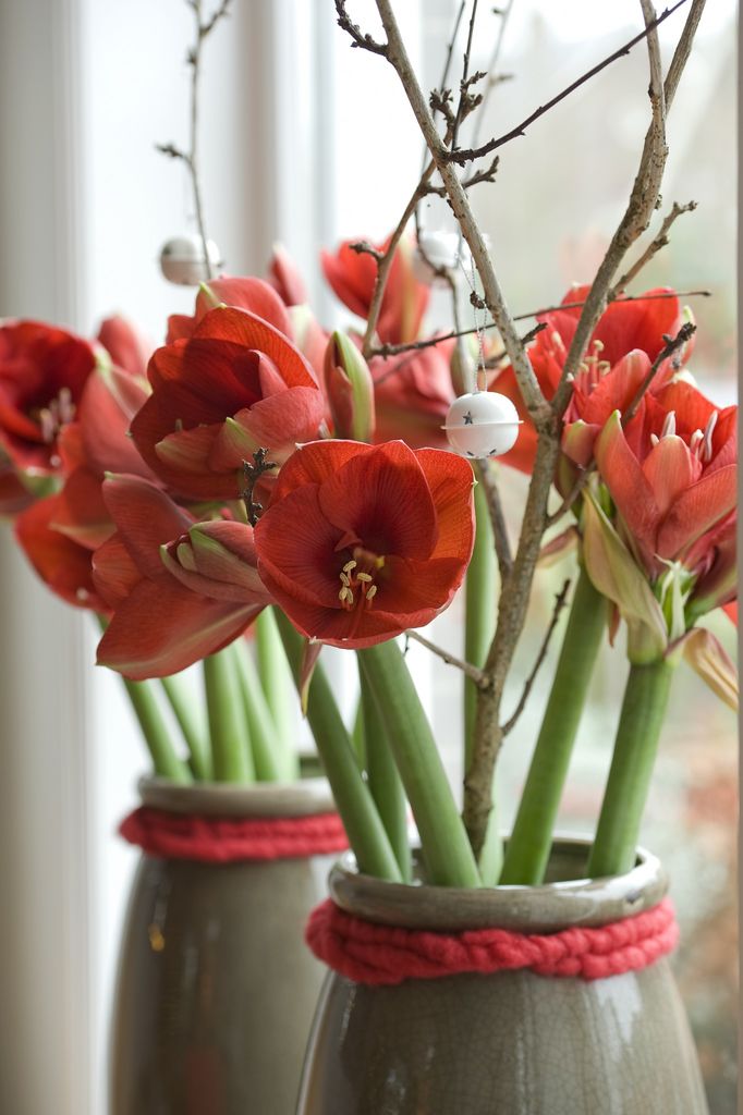 Amaryllis er en av Norges mest populære juleblomster.