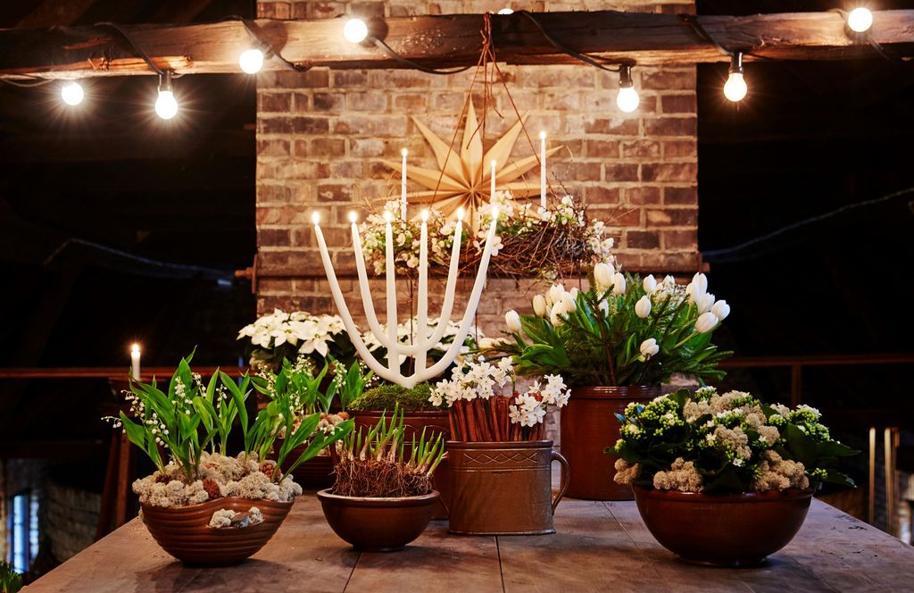 Få juleblomstene til å vare! Foto: blomsterframjandet.se/Lisa Arvidsson