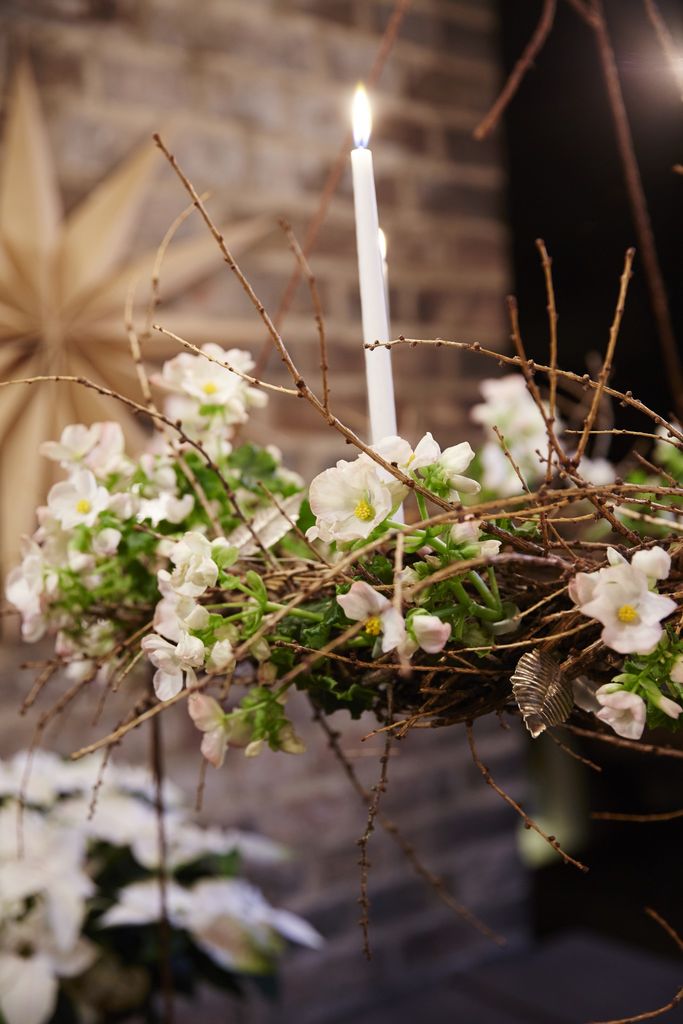 Julebegonia, i hvit her - men denne får du mange farger. Foto: blomsterframjandet.se/Lisa Arvidsson