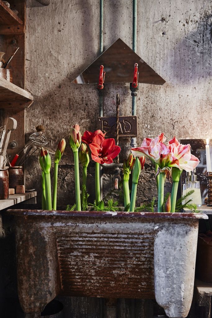 Amaryllis er en av Norges mest populære juleblomster.