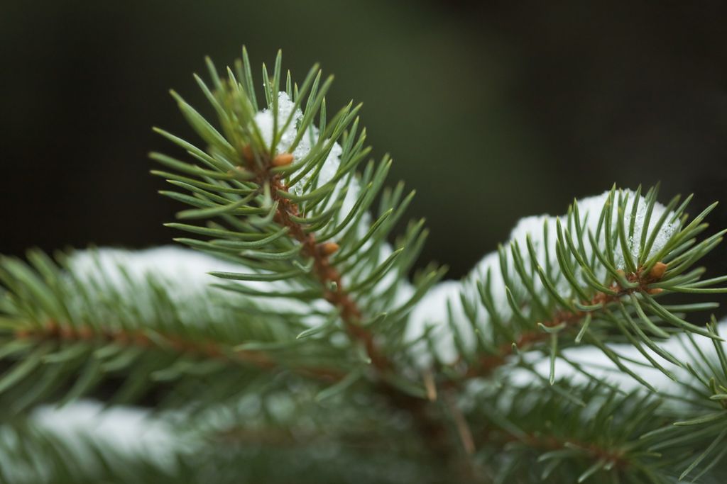 juletre stell råd tips jul
