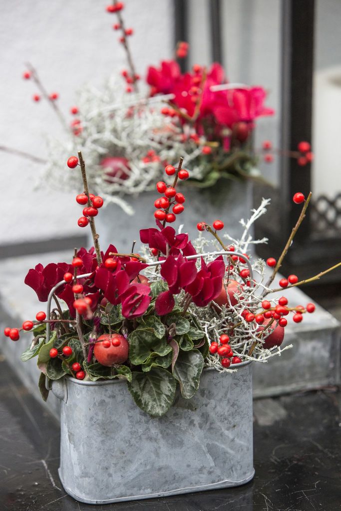 Nydelig juleblomst som kanskje mange har tenkt på som litt gammeldags, men som absolutt er på vei opp også på trendbarometeret.