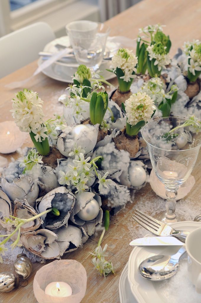 Det er mulig å prøve å time blomstringen til julaften eller julefesten. Lys og varme er viktige stikkord. Men uutsprungne svibler er heldigvis også veldig dekorative. Foto: floradania.dk