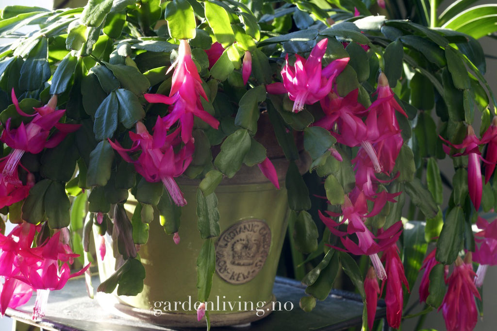 Mange tror novemberkaktus og julekaktus er det samme, men det er det ikke. Her kan du lese om forskjellen, og hvordan du skal stelle dem og få dem i blomst.