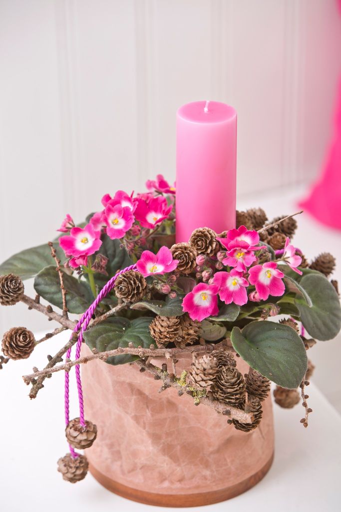 Saintpaulia kommmer i mange farger. Rosa er ikke like vanlig som lilla kanskje, men med litt kongler og pynt gjør den seg også godt i adventstiden.