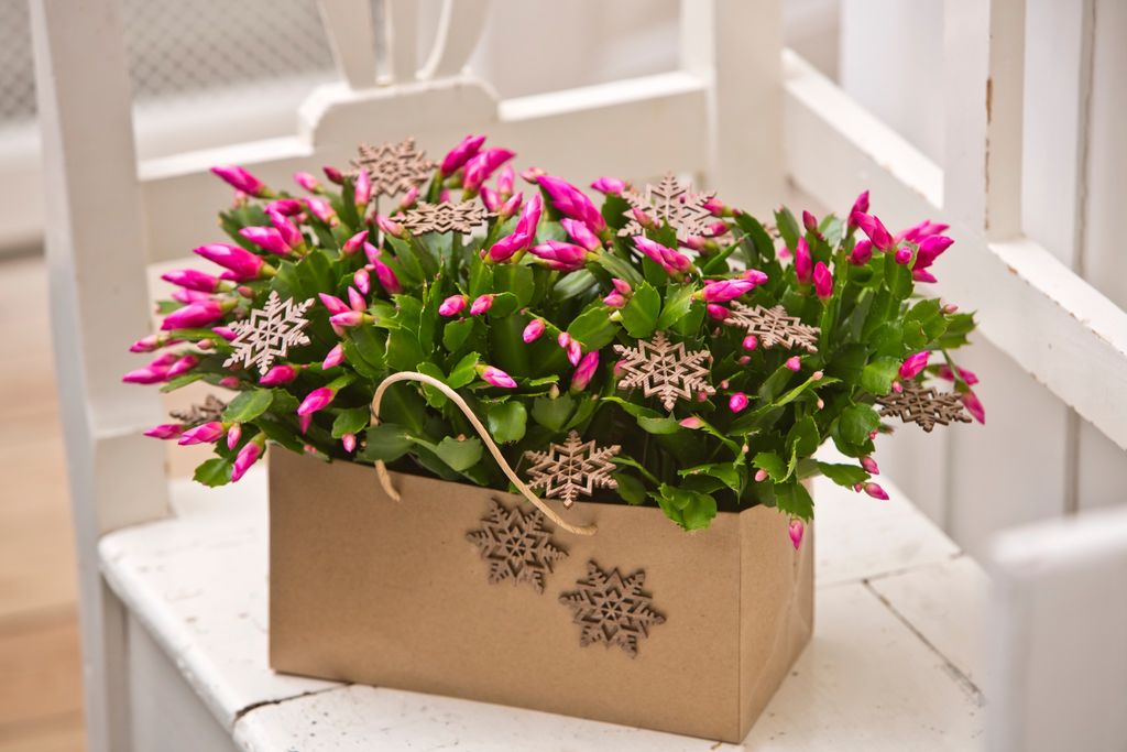 Schlumbergera