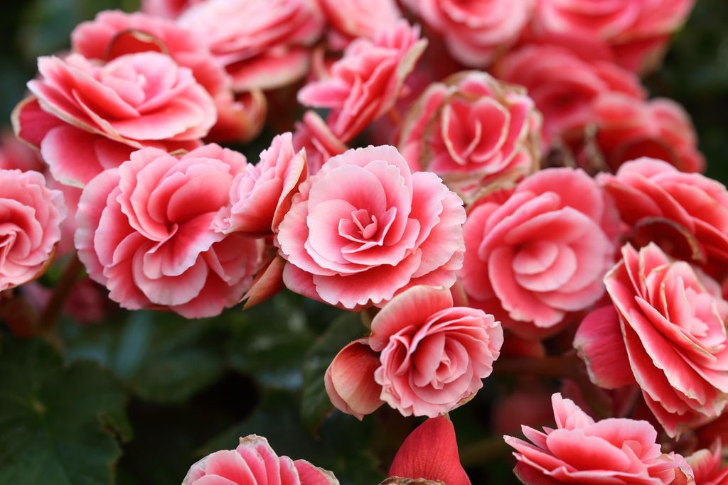 Begonia kan brukes som fargerik juleblomst