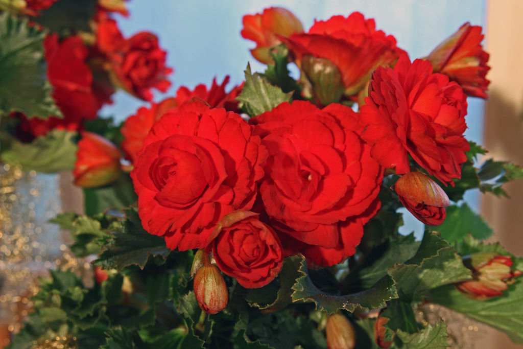 En av landets mestselgende juleblomster er en tropisk blomst som kommer i mange farger. De mest vanlige fargene på denne juleblomsten er kanskje rød eller hvit.