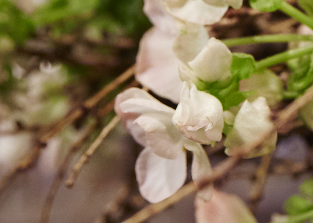 Gjettet du riktig? Begonia kommer i mange farger. Hvit begonia er populært til jul. Foto: blomsterfrämjandet.se/Lisa Arvidsson
