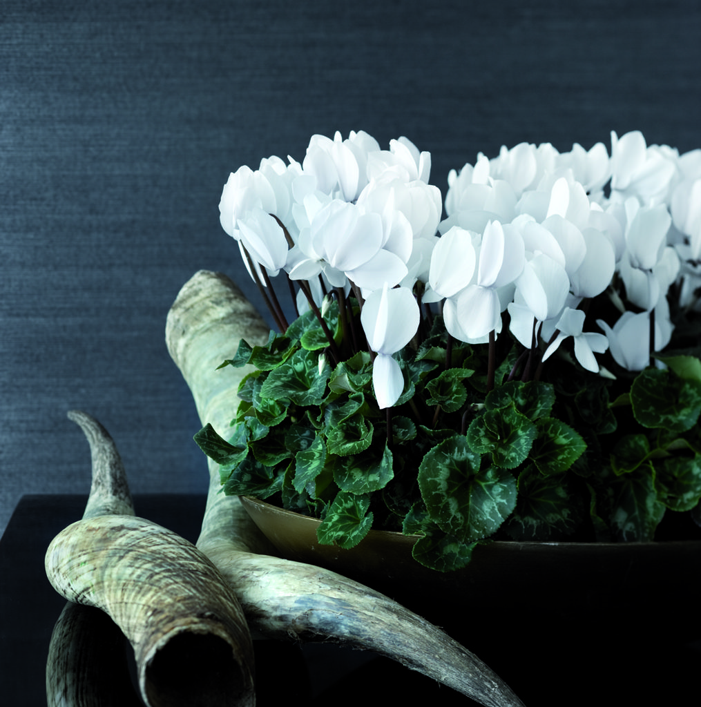 Hvite alpefioler er nydelig i kontrast til mørk potte og mørk bakgrunn. Foto:floradania.dk
