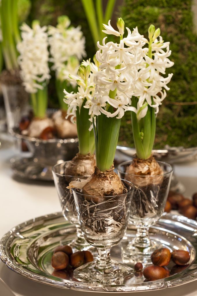 Hvite hyasinter er veldig populære rundt juletider. Foto: blomsterframjandet.se