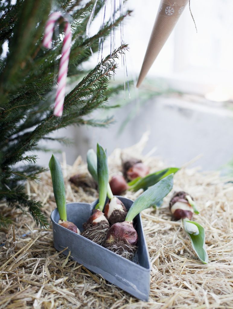 Tulipaner som snittblomst og løk er et alternativ til julestjerne