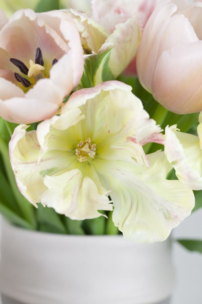 Tulipaner er Norges mest populære snittblomst.