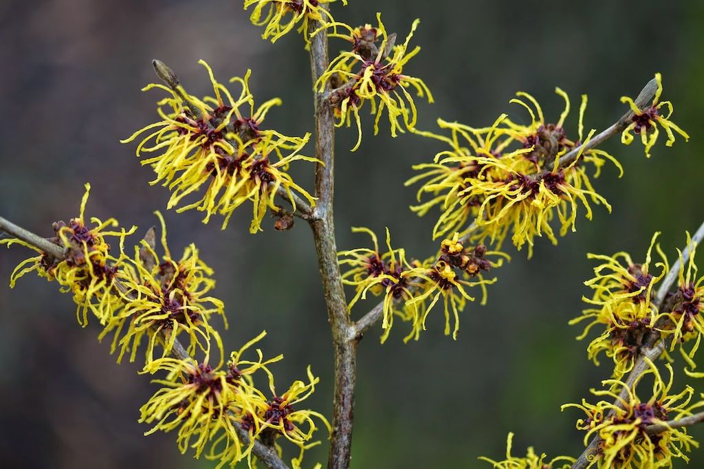 Trollhassel - Hamamelis x intermedia "Barnstedt Gold" lyser opp!