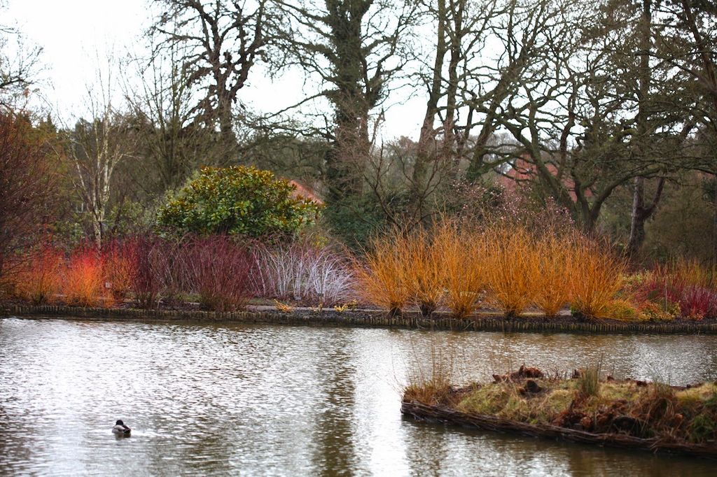 Bli med på hagebesøk på vinterstid til berømte Wisley Gardens i England. De gjør hagen til en opplevelse med en vintersti med planter som blomstrer på vinteren og tidlig vår.
