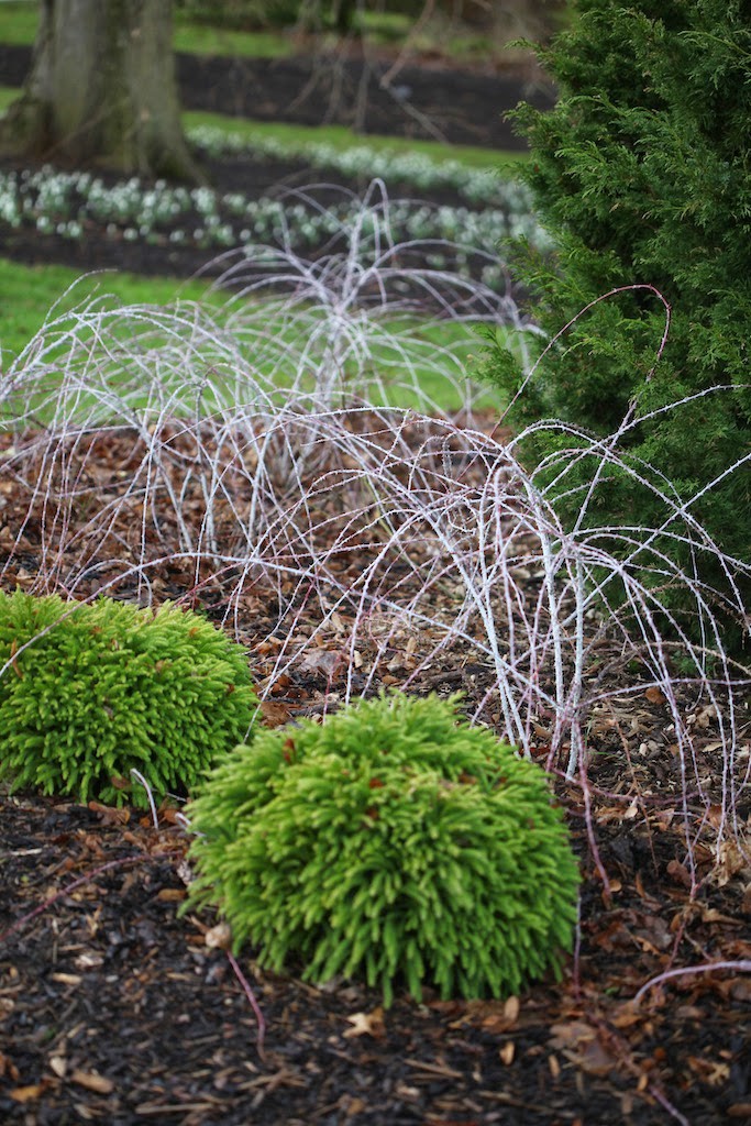 Bli med på hagebesøk på vinterstid til berømte Wisley Gardens i England. De gjør hagen til en opplevelse med en vintersti med planter som blomstrer på vinteren og tidlig vår.