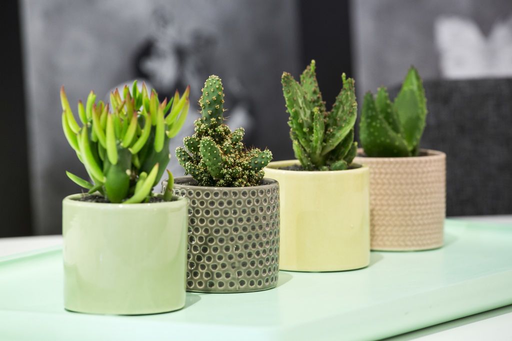 Hver for seg, eller samlet i gruppe som her. Sukkulenter er også herlige i samplantinger. Foto: Floradania.dk