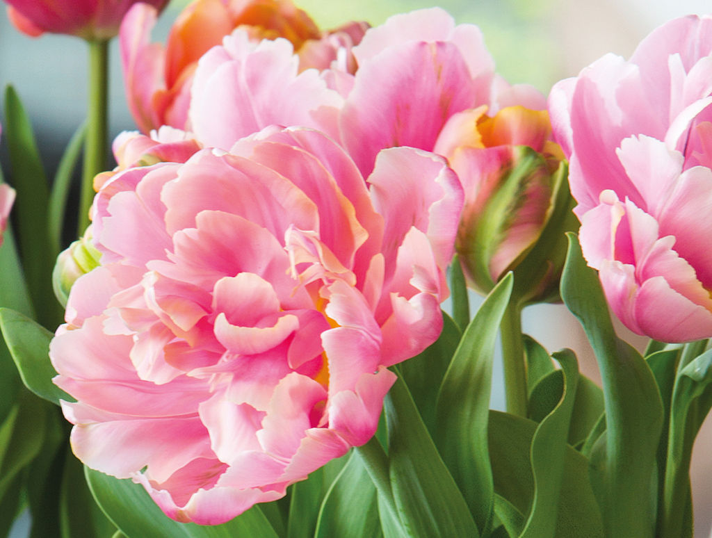 Tulipaner er den mest populære snittblomsten i Norge.
