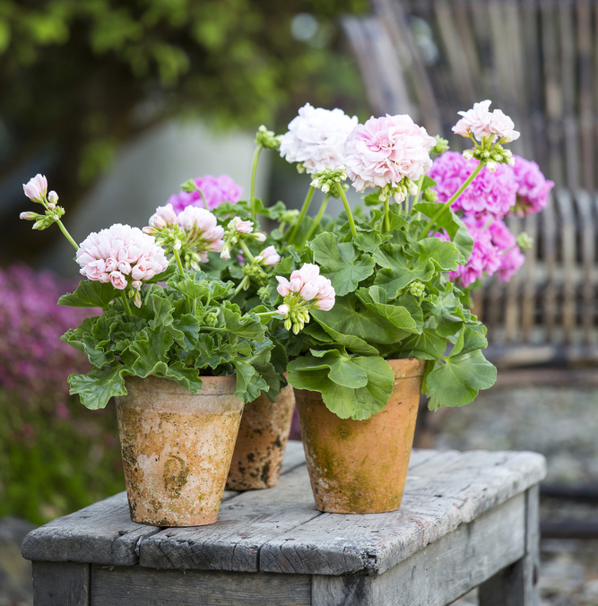 Siden vi her i Norge har så kort vekstsesong, ofte med lave sommertemperaturer har mange planter godt av å tjuvstarte veksten litt inne.