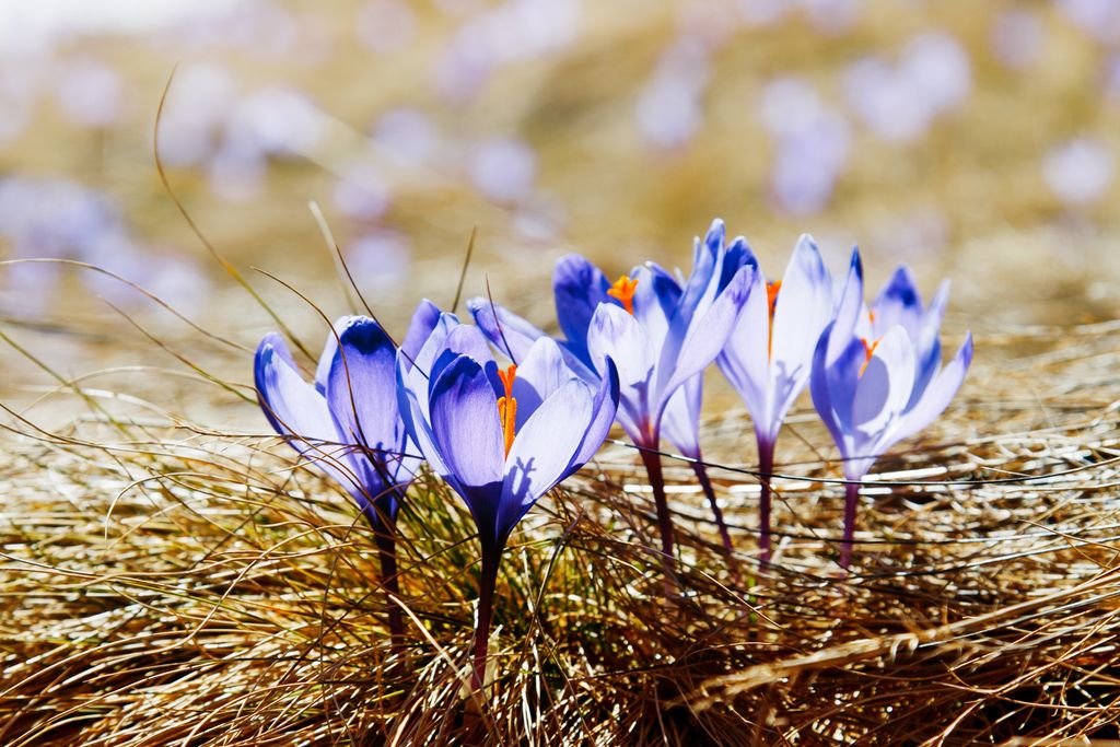 Snart kommer krokusen krypende opp - men, mens vi venter på våren, er det en hel del ting vi kan gjøre for hagen. Foto: Colourbox