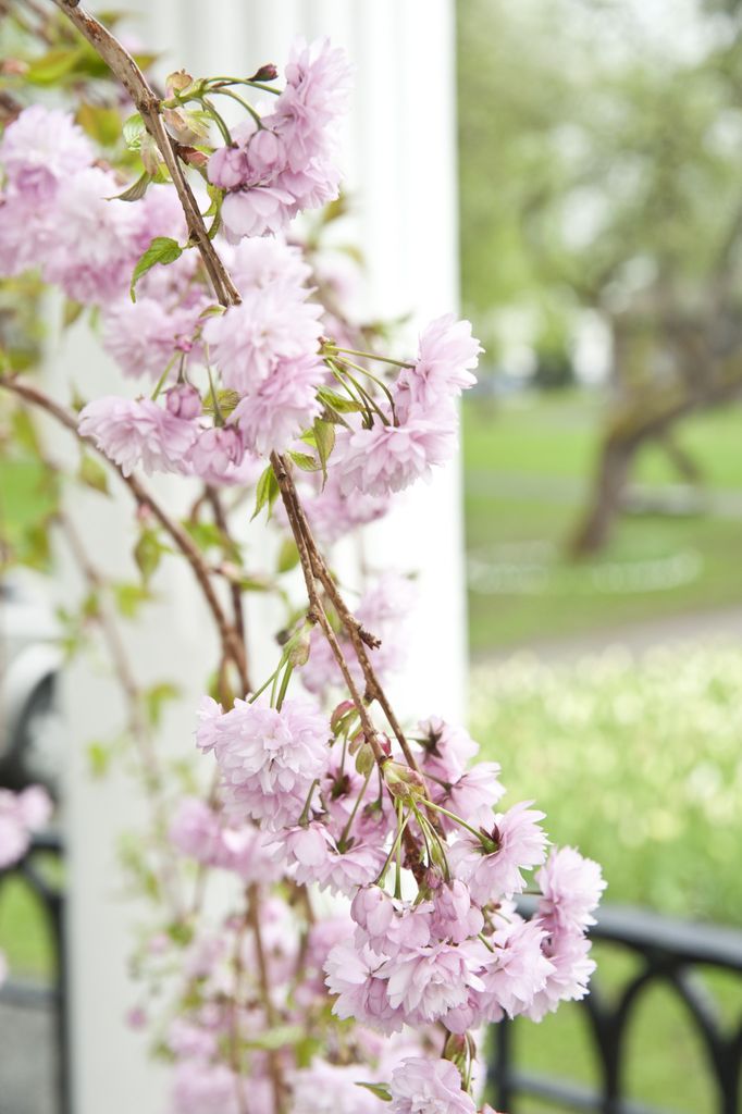Epleblomst4