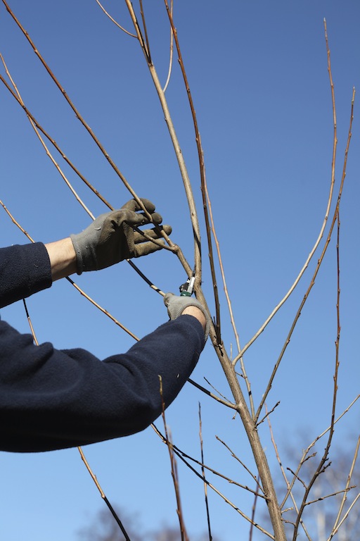 I mars er det tid for beskjæring av mange busker og trær. Foto: Kenneth Ingebretsen/gardenliving.no
