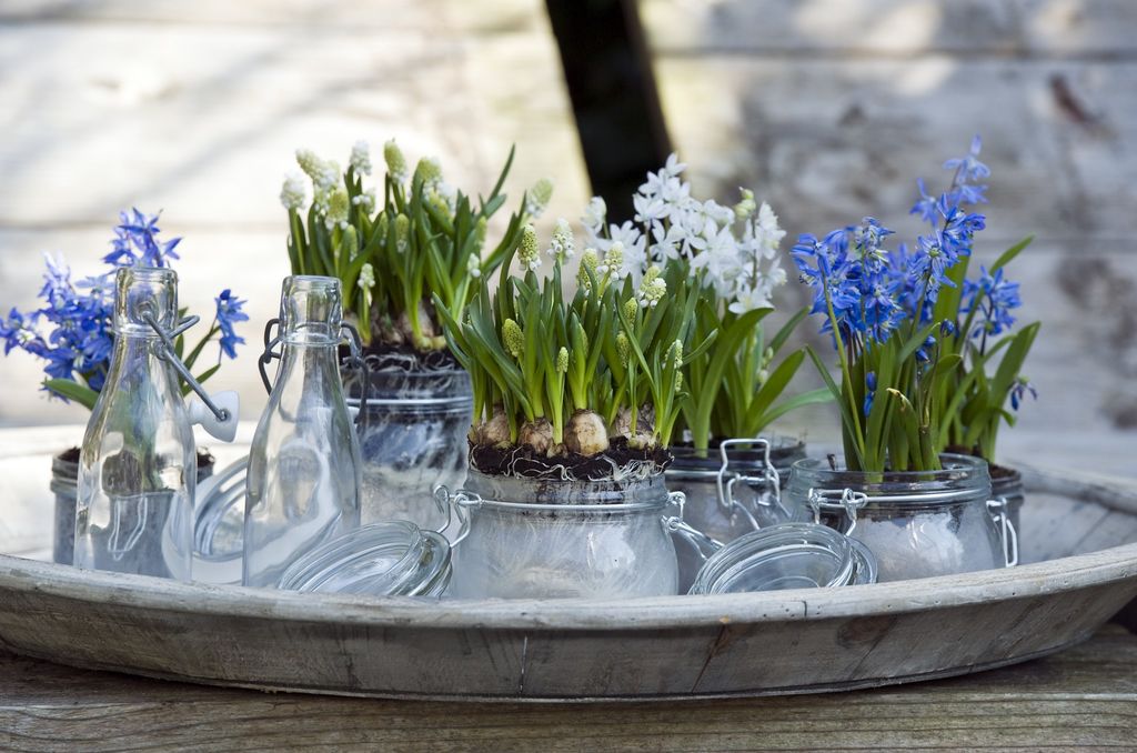 Muscari_-_Scilla