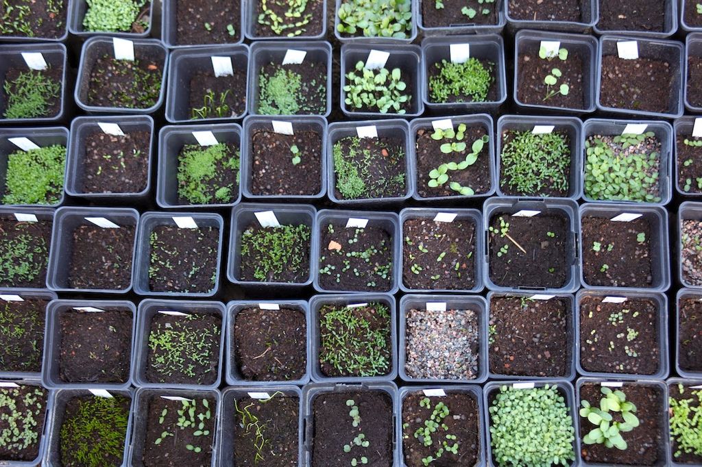 Mange planter bør du så allerede i februar. Her får du en liste over hvilke - og litt om hvordan du kommer i gang. Lykke til!