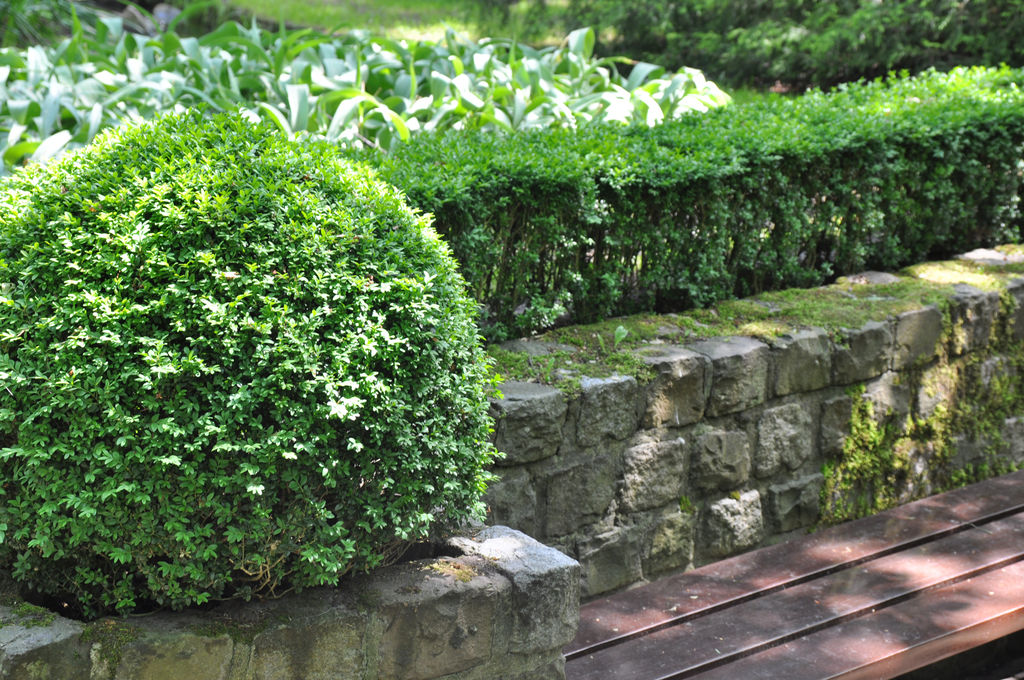 buksbom_buxus_sempervirens_edited-1