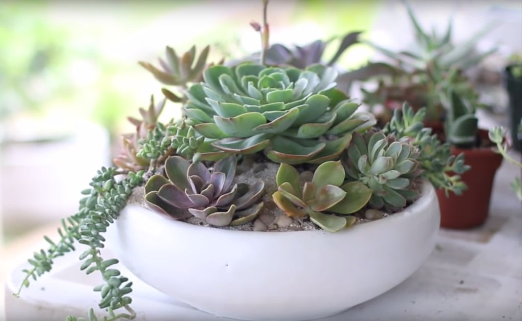 ferdig succulents