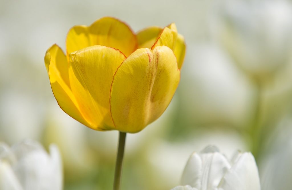Dette er blomstenes hemmelige språk