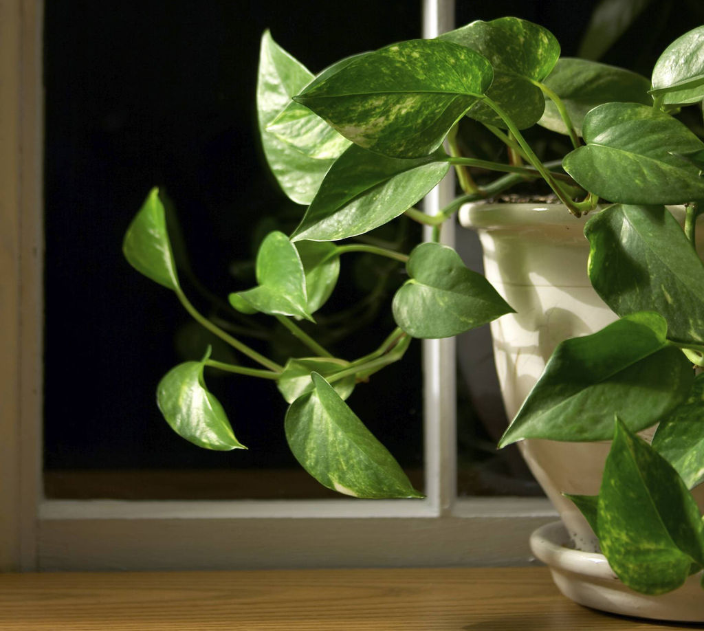 Seks fine inneplanter som er noen skikkelig tøffinger, og tåler både ujevn vanning og lite lys.