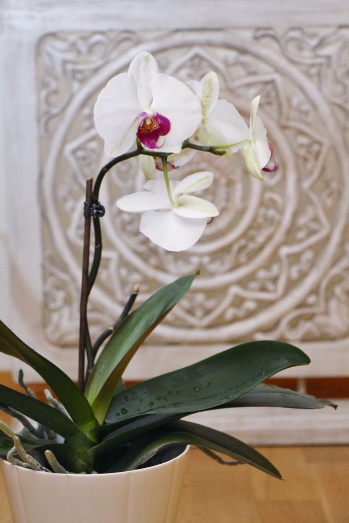 Orkide tips: Mister orkideen din blomsterknopper? Blir røttene tørre, eller vil den ikke blomstre igjen? Her er 7 grunner til at orkideen ikke trives.
