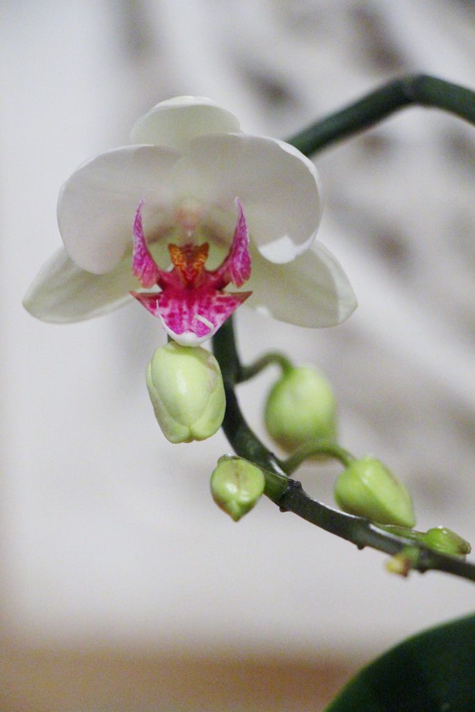 Orkide tips: Mister orkideen din blomsterknopper? Blir røttene tørre, eller vil den ikke blomstre igjen? Her er 7 grunner til at orkideen ikke trives.